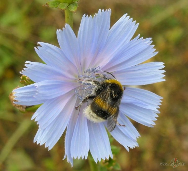 diena ies�k�s ne p�r�k, bet turpin�s ide�li:))