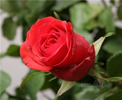 Vienk�r�i izsap�ot da�as lietas�ovakar vakar� zvaigznes,kad ...