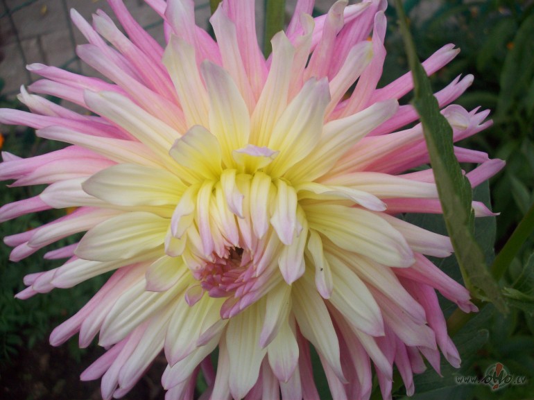 Sestdiena ir vislab�k� br�vdiena,jo priek�� v�l viena br�va ...