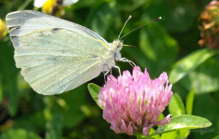 Br�numi notiek tad, ja tiem ir sagatavota augsne:))