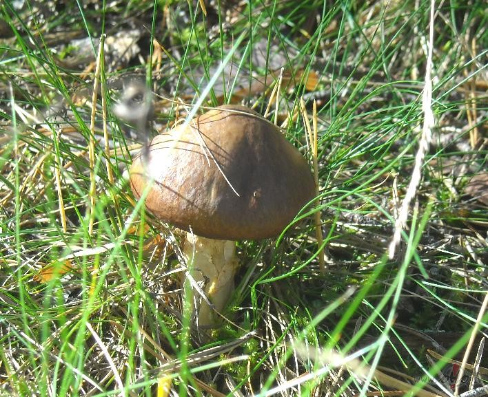 Diena me�a biezok�os