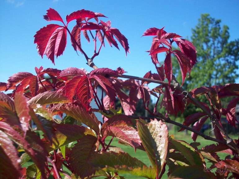 R�ts aizb�� v�su pirkstu aiz apkakles,aptausta baso k�ju pirkstus,kas ...