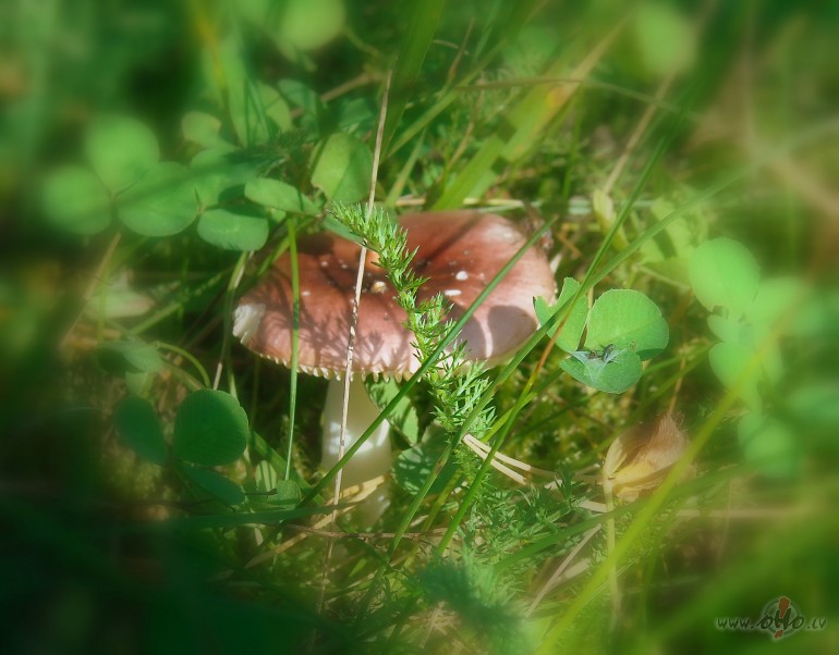 Viena skaista s�ne