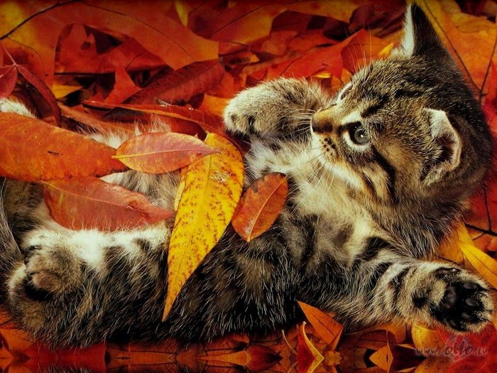 Un,ja �odien smaidi draugs,tad b�s rudens t�ri jauksdz�rvju k�sis ...