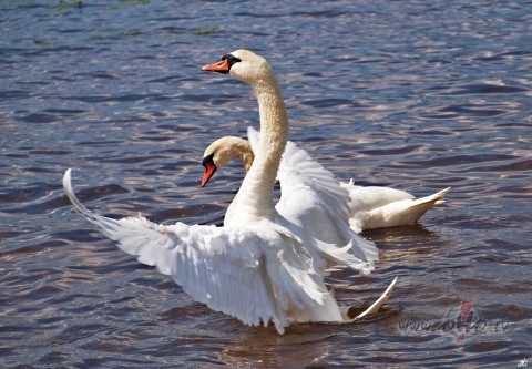 ...man pat nav svar�gi, ka esi man vai ar mani. Man ir svar�gi, ka ...