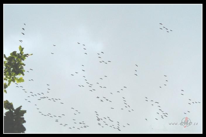 �ener�lm��in�jums...