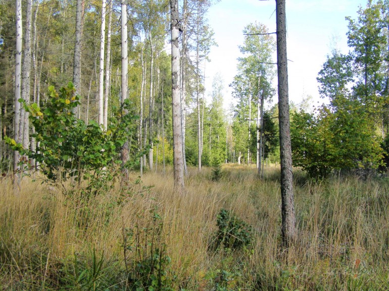 tas pats jaunais rudens