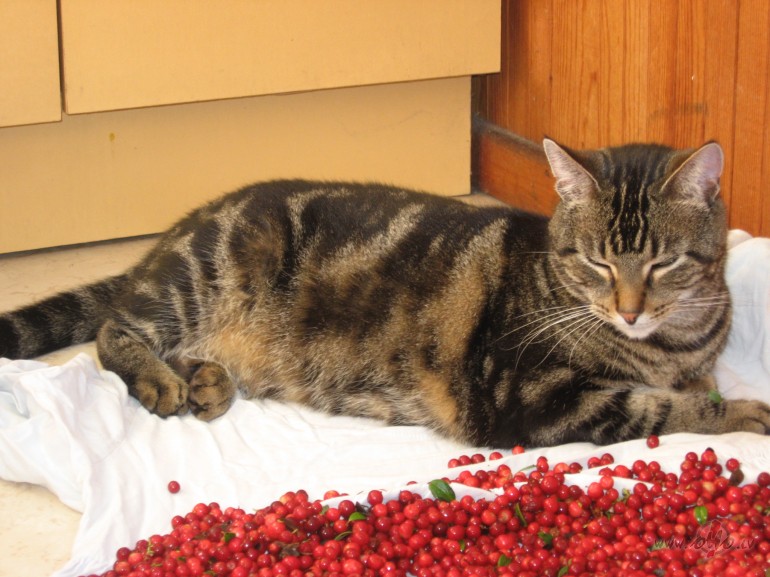 .....lasu dienasgr�mat�s ,ka meitenes mulst ,ka sarun�jas ar savu ...