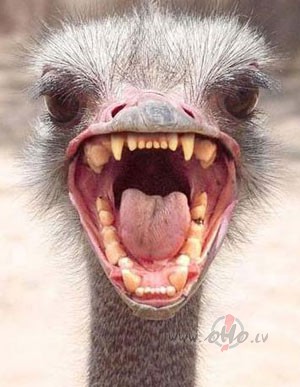 K� nog�lusies n�tr�s...