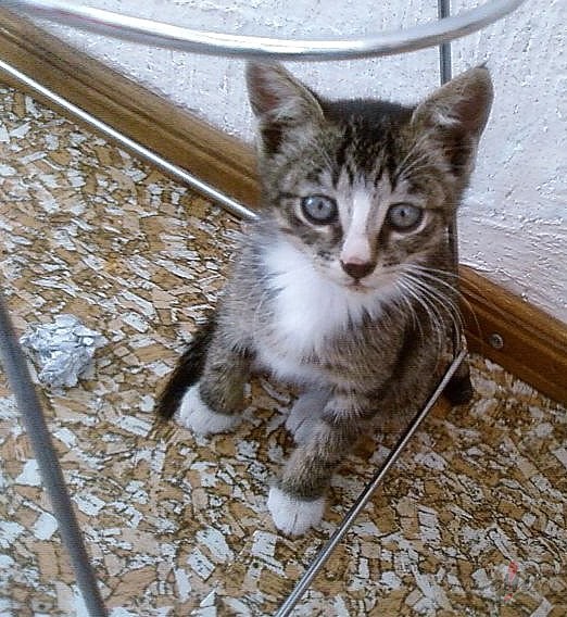 mekl�jam tie�i Tevi