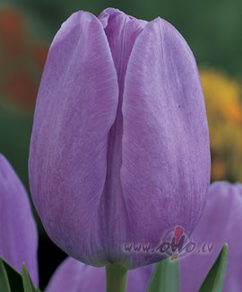 &nbsp; Vai ziniet, kas pasaul� ir pats l�t�kais- nu protams, -smaids! ...