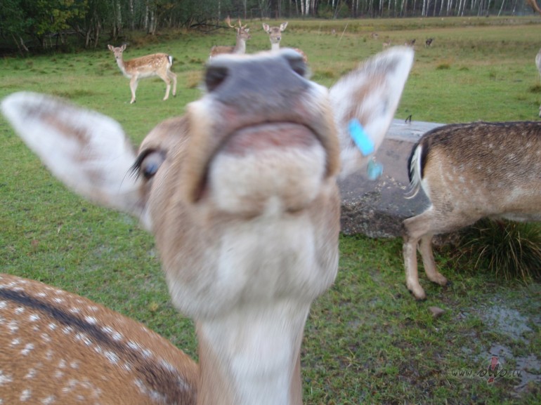 Bu�as un gul�t !