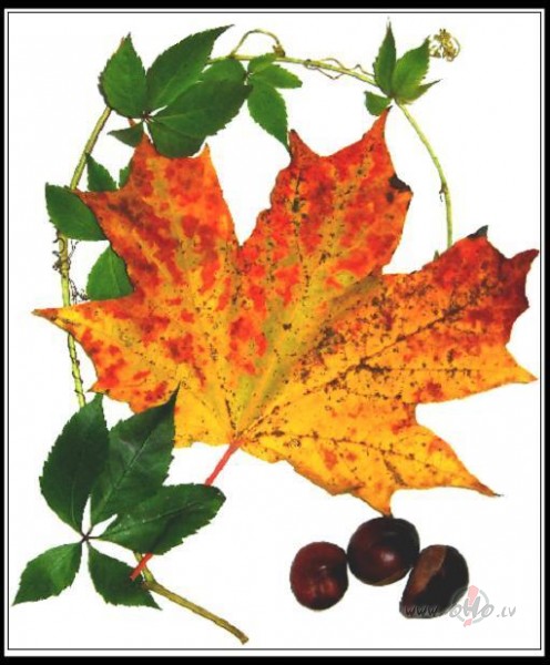 Notikumi ar rudens lap�m un Pluksu