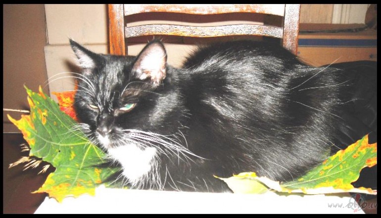 Un tad atn�ca Pluksa:)