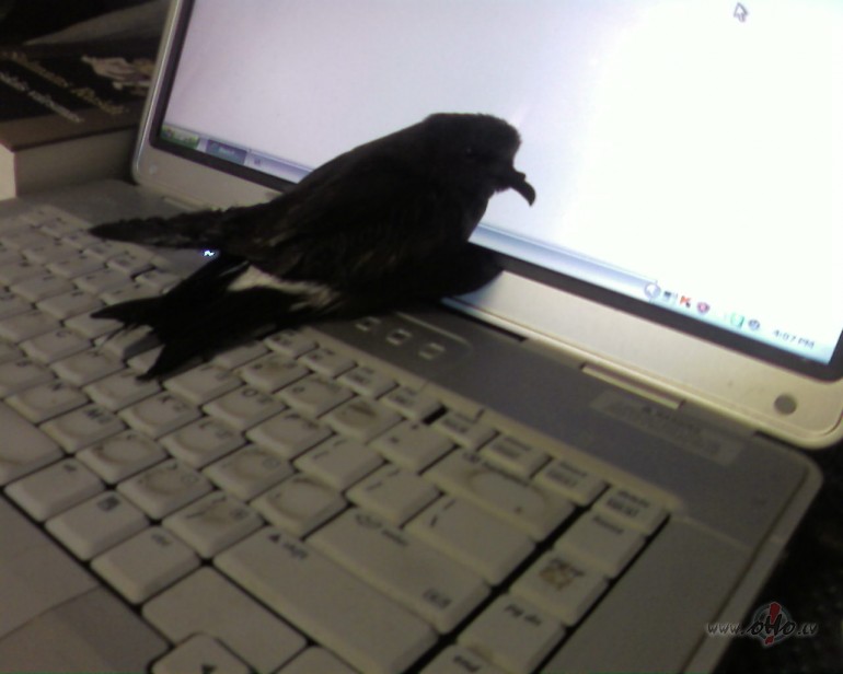 Help!!! SOS!!!! Dzvba briesms!!!