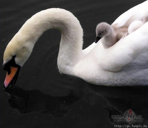 Profesor cik garam j�b�t refer�tam?K� meitenes sv�rci�iem-pietiekami ...