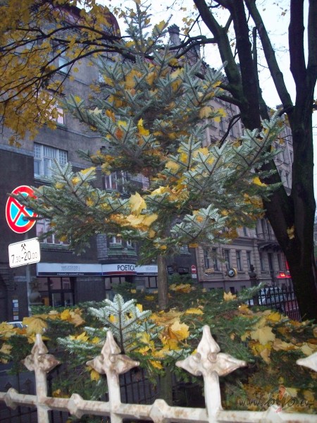 T�ds laiks,ka gribu sveces un karstv�nu.Ar p�d�jo laikam nekas ...