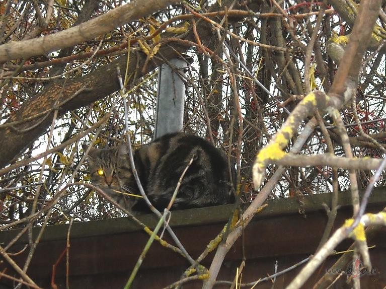 Vi�� jau gatavs helov�nam:))