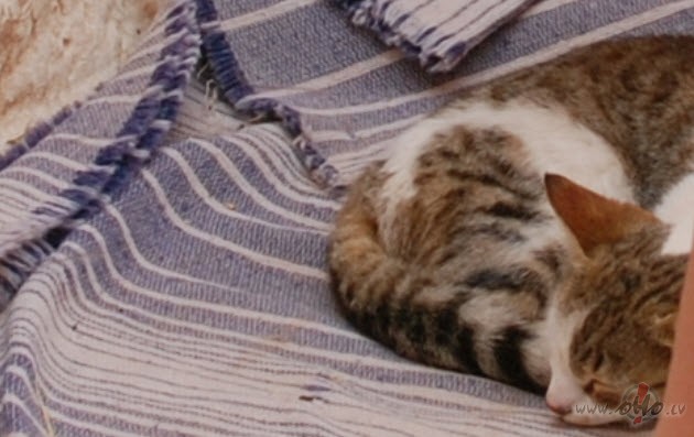 ka�i sarg� ieeju ....