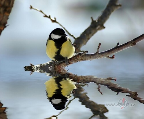 Pie manis vakar bija taskas �odien ir pie Teviszem lap�m pasl�pts ...