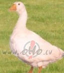 Pirmais sniegs jau nokusis, Kurzem� atkal za�o z�l�te, lietus gan ...