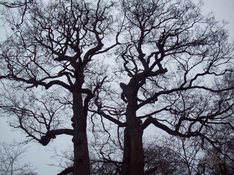 Kokiem skaistums izpau�as,k� nu kuram.K�ds nu kurai koksnei ...