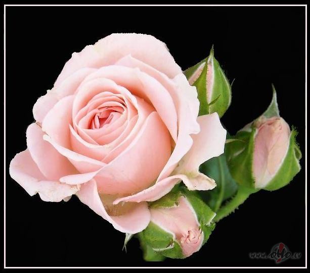 Dienasgr�matu statistika