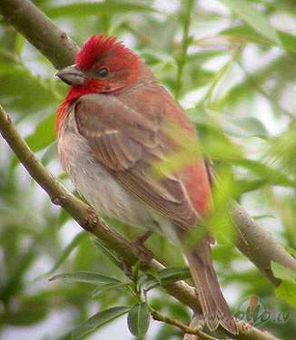 Arvien paliek maz�k cilv�ku, kas dom� labas domas, ir taisn�gi, ...