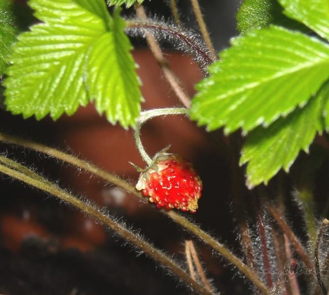 Mana zemen�te uzd�vin�ja man sevi!