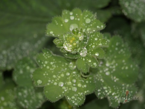 Tie, kas dimantus mekl�, nen�s� tos un neprot n�s�t. Tie, kas ...