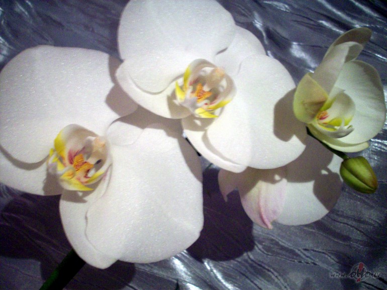 jaukas un m��as br�vdieni�as:)