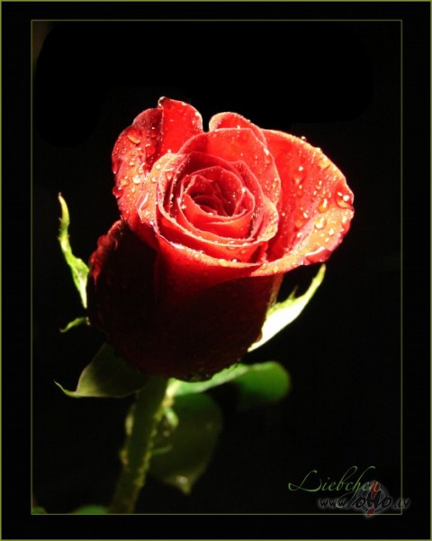 �odien sa��mu roz�tes n�ko�aj� v�rda dien� un v�l�jumus,visvair�k par ...