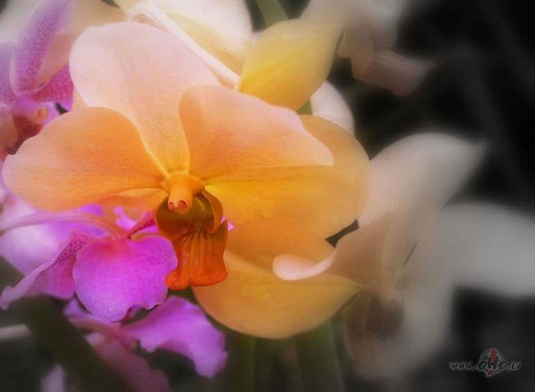 Tikai lauk� �odien pel�kslaiks t�ds vienmu��gi gar�za�ais sl�pjas v�l ...