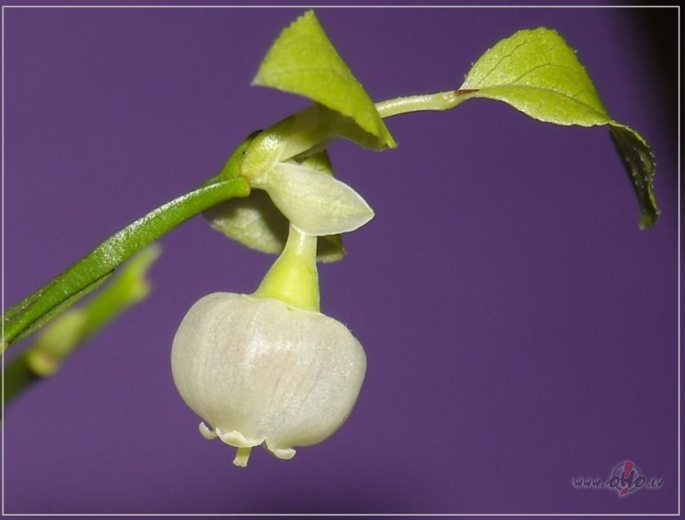 Mani Ziemassv�tku br�numi:)