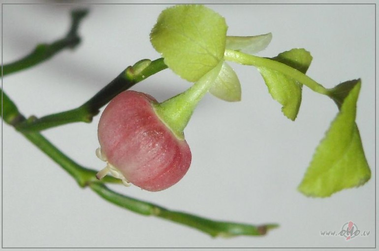 Mana istabas roz� mellene:)