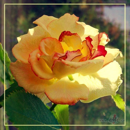 Es �odien rozes st�d�ju,kas ziem� uzplaukt sp�jUn sal� liel�kaj� ...