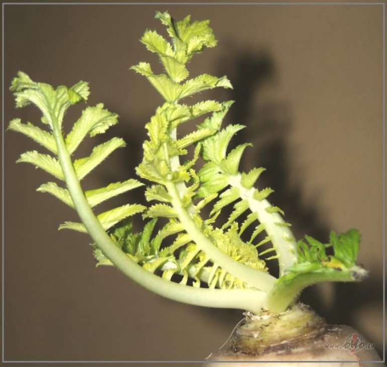 Red�ss, kur� dom�, ka ir egle