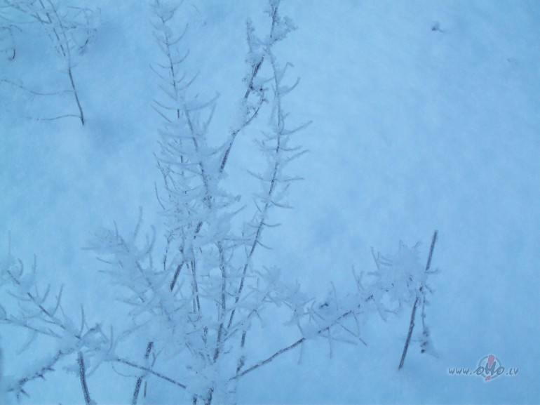 T� m�s ejam sniega laukiem p�ri,k� es viena,t� tu ar� viens.Varu ...