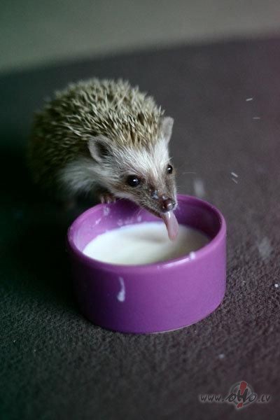 Labrit!!!   Creedence Clearwater Revival    Labrit!!!