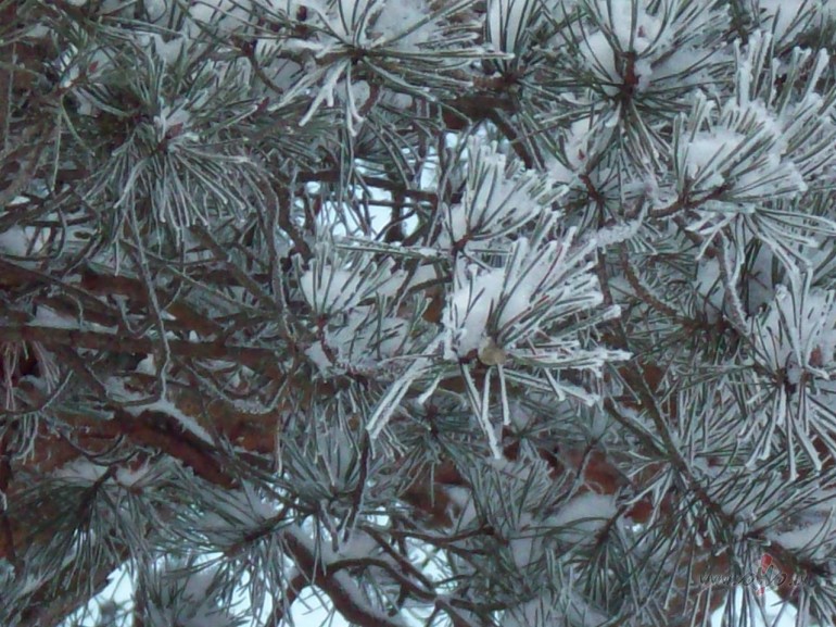 Ar sv�tku oblig�to programmu tiku gal� diezgan veiksm�gi,kaut ar ...