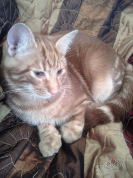 manas meitas mazka�is...