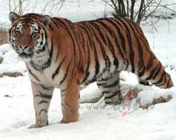 &nbsp;M�ness pal�dz smaid�t,zvaigznes ciemos l�gt,
Jauno gadu ...