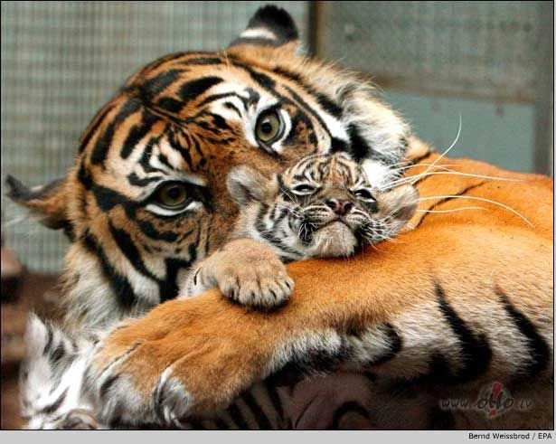 Klat ir!!! (400 -on line !!! ) Svinam !!!!!!