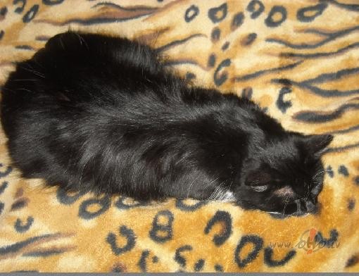 Iemiegot T��era gad�:)