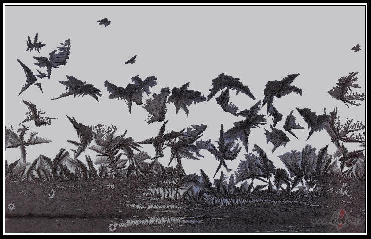 Br�numainie koki un putni