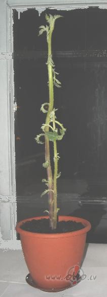 Pa kartupeli debes�s