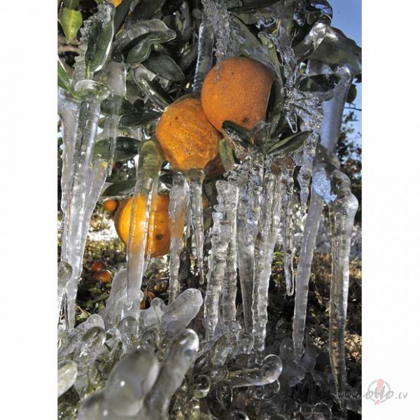 Pasaule zem sniega segas! - ...