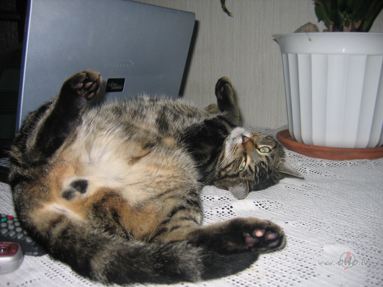 ...t� nenopietni par brokast�m...:)