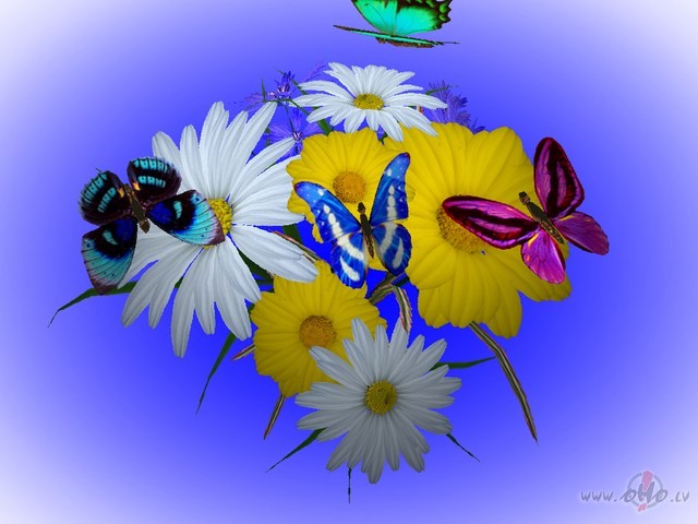Z_I_V_E  ---  DAUDZ  LAIMES  V�RDA  DIEN�  !!!