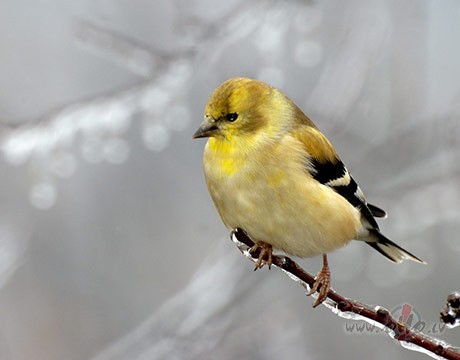 &nbsp; Dus zeme balt� snieg� t�ta.Un stindzino�ais sals tik pamat�gi ...